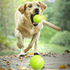 Toy Ball/Tennis Ball